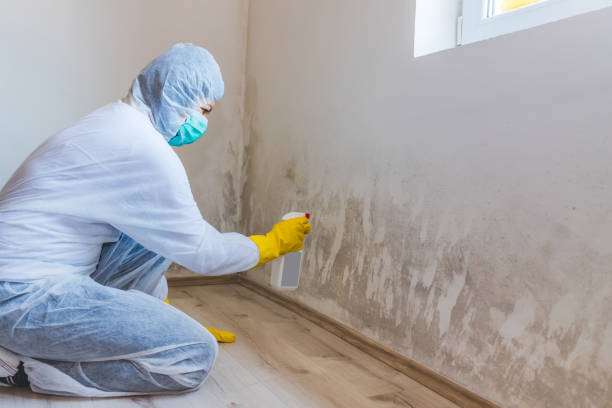 Licensed Mold Testing service in Allendale, MI - WQB Mold Removal