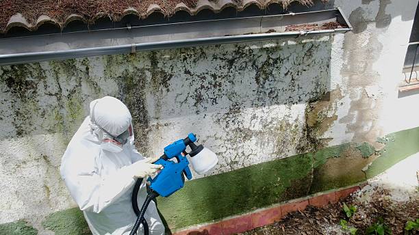 Top rated local Mold Testing specialists in Allendale, MI